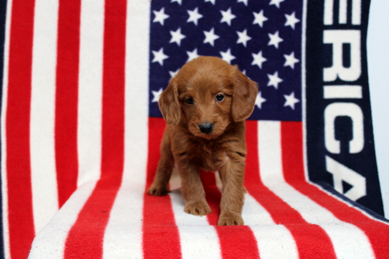 puppy, for, sale, Mini Goldendoodle F1, Matthew B. Stoltzfus, dog, breeder, Gap, PA, dog-breeder, puppy-for-sale, forsale, nearby, find, puppyfind, locator, puppylocator, aca